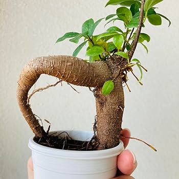 ガジュマル Amazon.co.jp: 44 幸せを呼ぶ木 ガジュマル 2.5寸ポット